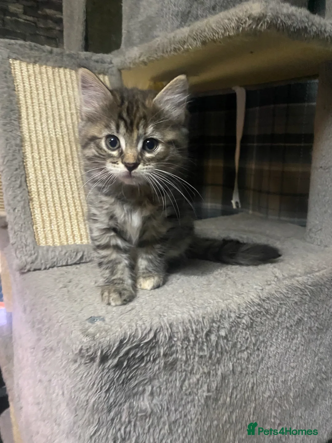 Mixed Breed cats for sale: Half Ragdoll kittens for Sale in Glasgow - Advert 1