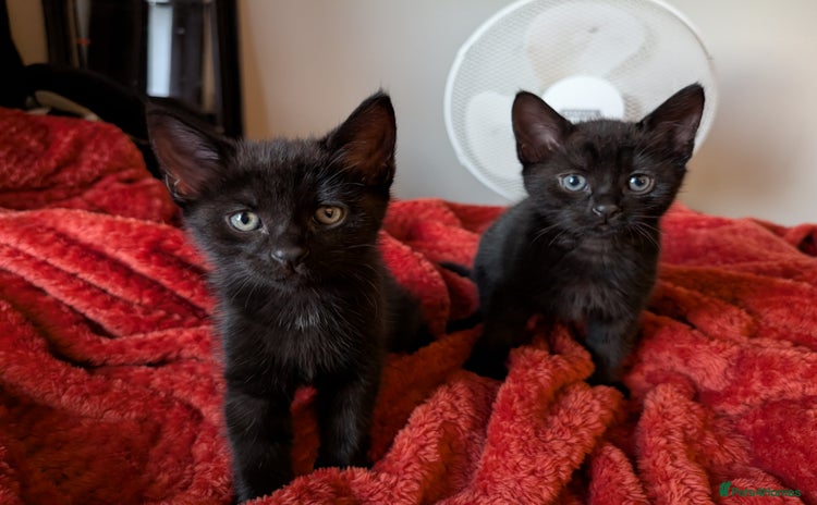 Mixed Breed cats - Advert 1