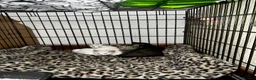 Mixed Breed cats for sale: Adorable tabby kittens  - Advert 14