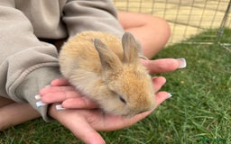 Mini Lop rabbits for sale: Adorable Baby Mini Lop Rabbits – Ready Soon! ✨🐰 - Image 4