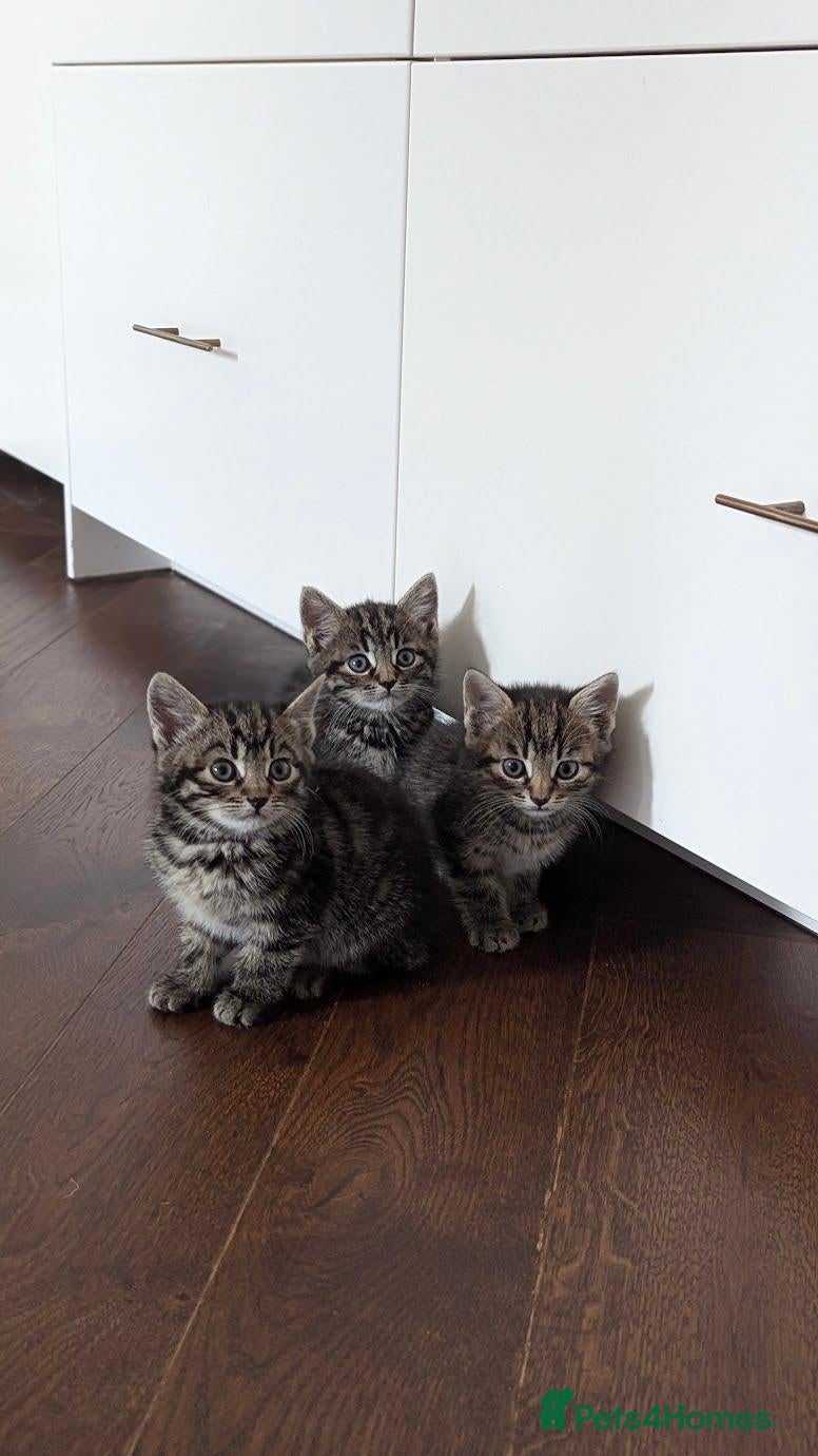 Mixed Breed cats Beautiful tabby kittens looking for a loving home - Advert 2