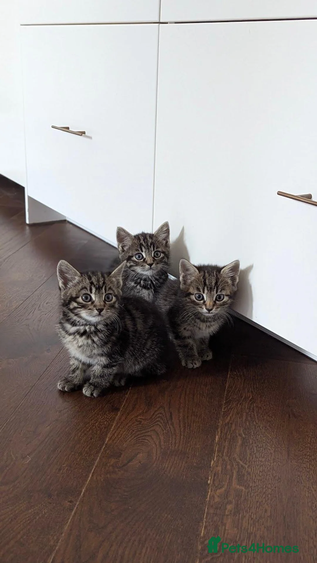 Mixed Breed cats for sale: Beautiful tabby kittens looking for a loving home - Advert 1