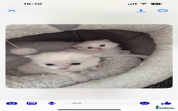 Persian cats for sale: 2 beautiful Persian/ ragdoll boys  - Image 8