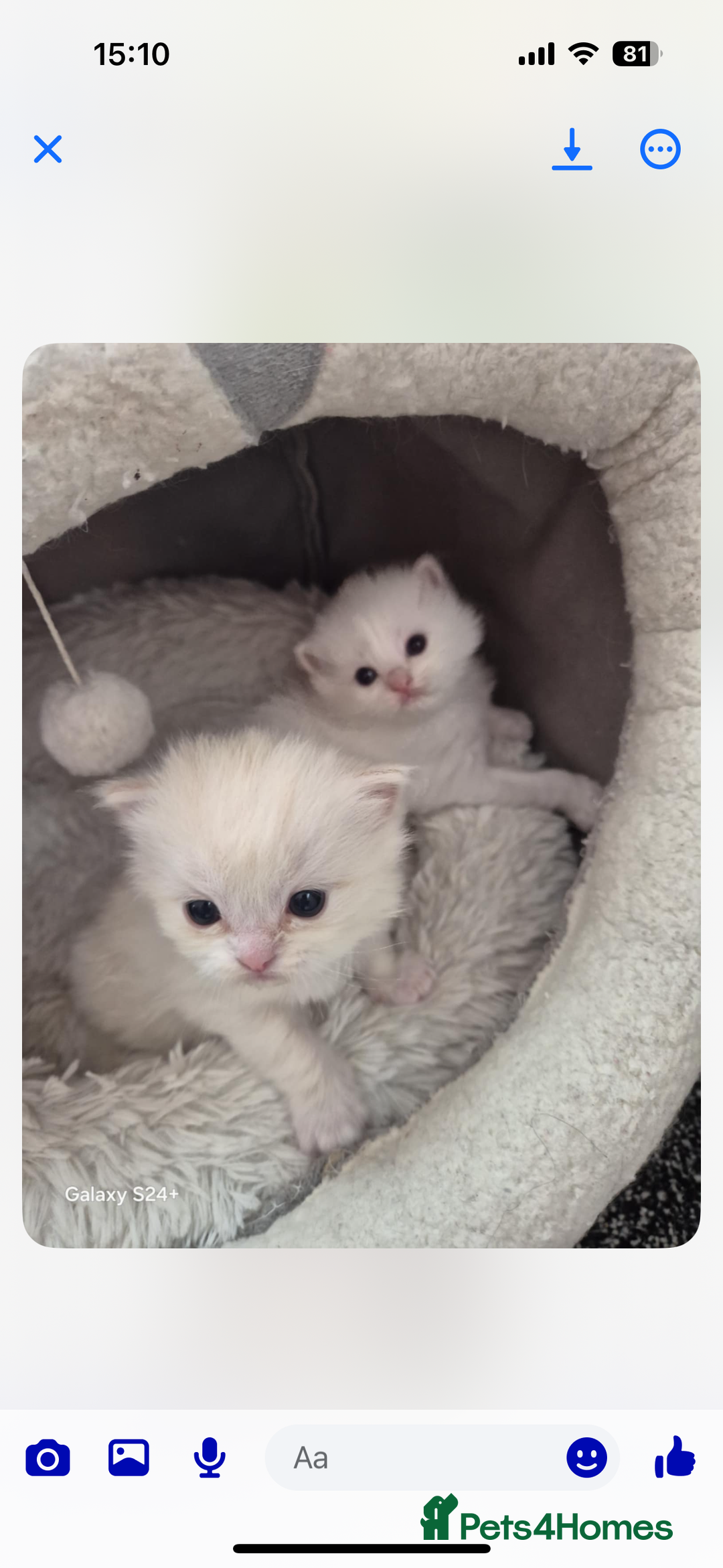 Persian cats for sale: 2 beautiful Persian/ ragdoll boys  - Image 8