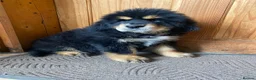 Tibetan Mastiff dogs for sale: Ready now: Outstanding Tibetan Mastiff Puppies - Advert 12