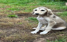 Saluki dogs for sale: Lovely Saluki Puppies - Image 3