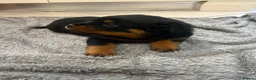 Rottweiler dogs for sale: KC Registered Rottweiler Puppies - Advert 25