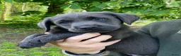 Labrador Retriever dogs for sale: 5 ⭐️ Licensed- Silver & Charcoal KC reg Labradors  - Advert 8
