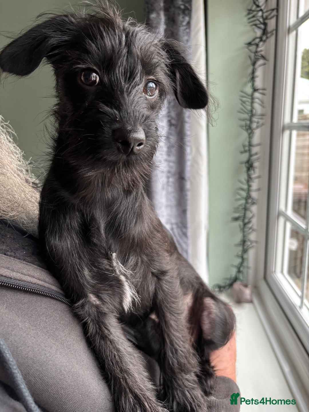 Mixed Breed dogs for sale: Bed Italian greyhound x miniature poodle  - Advert 11