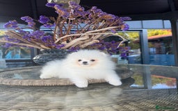 Pomeranian dogs for sale: SUPER TINY ICE WHITE POMERANIAN BOY - Image 7