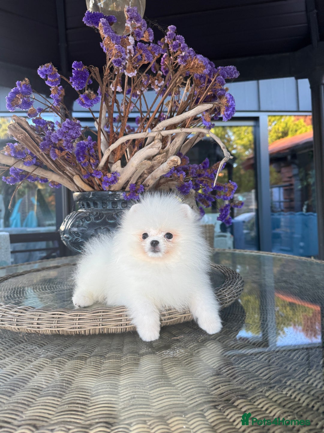 Pomeranian dogs for sale: SUPER TINY ICE WHITE POMERANIAN BOY - Image 7
