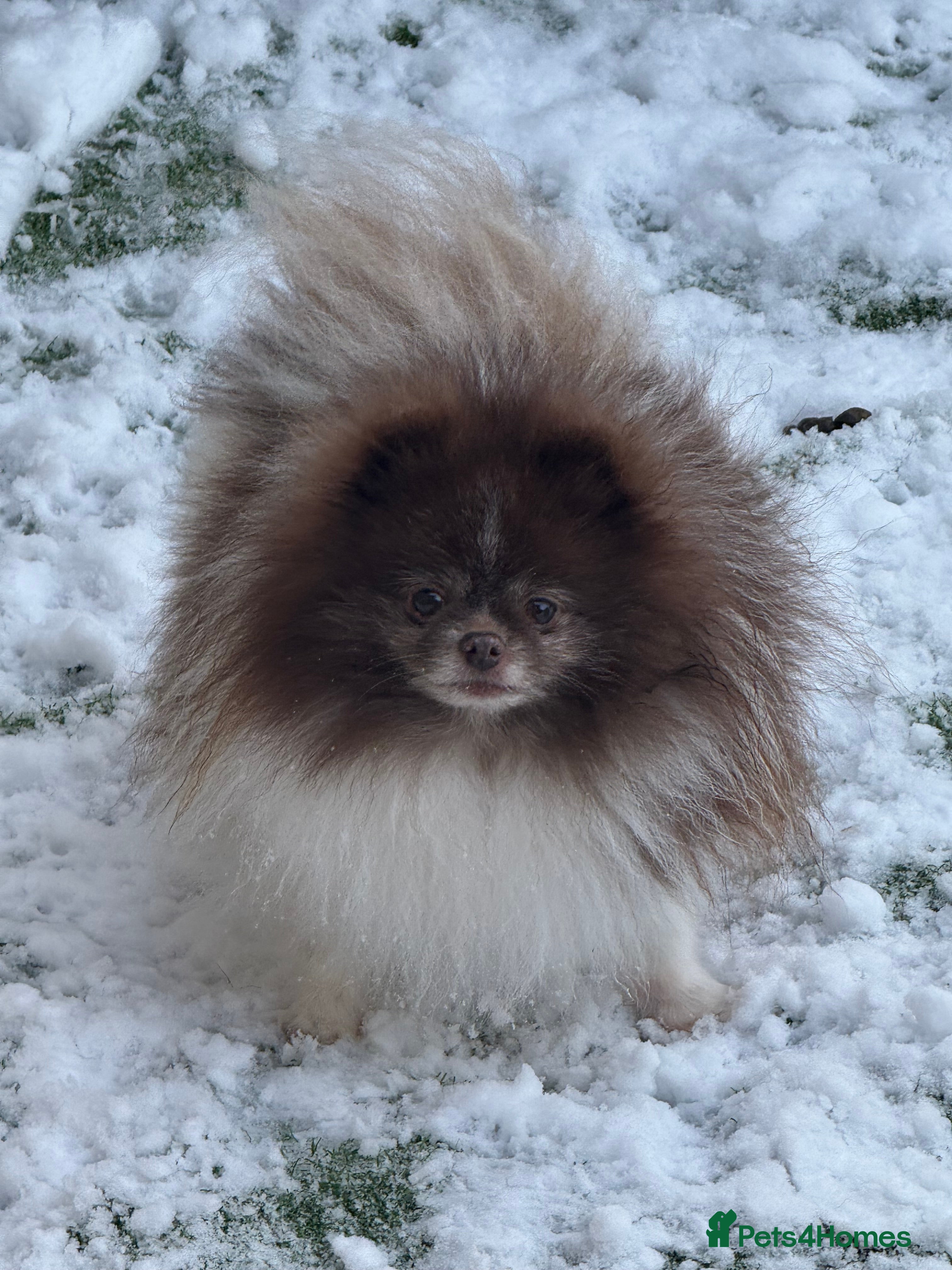 Pomeranian dogs Short and compact chocolate party colour boy - Advert 7
