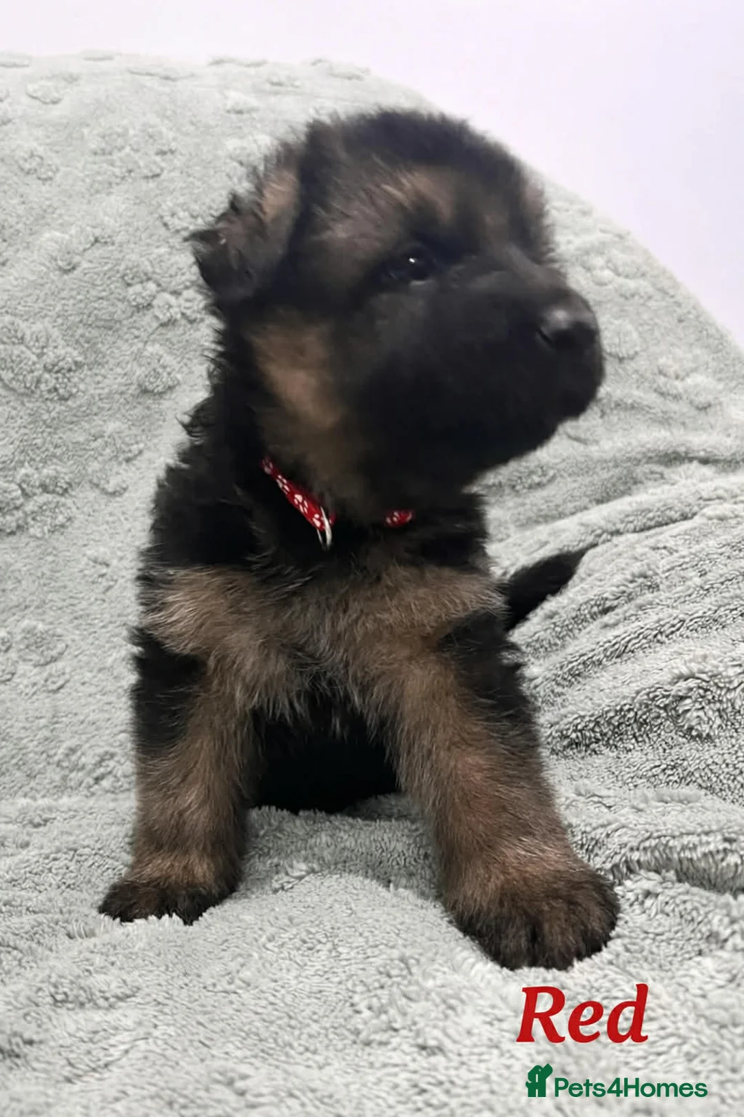 German Shepherd dogs for sale: Beautiful German Shepherd Puppies Kc Registered  - Advert 5