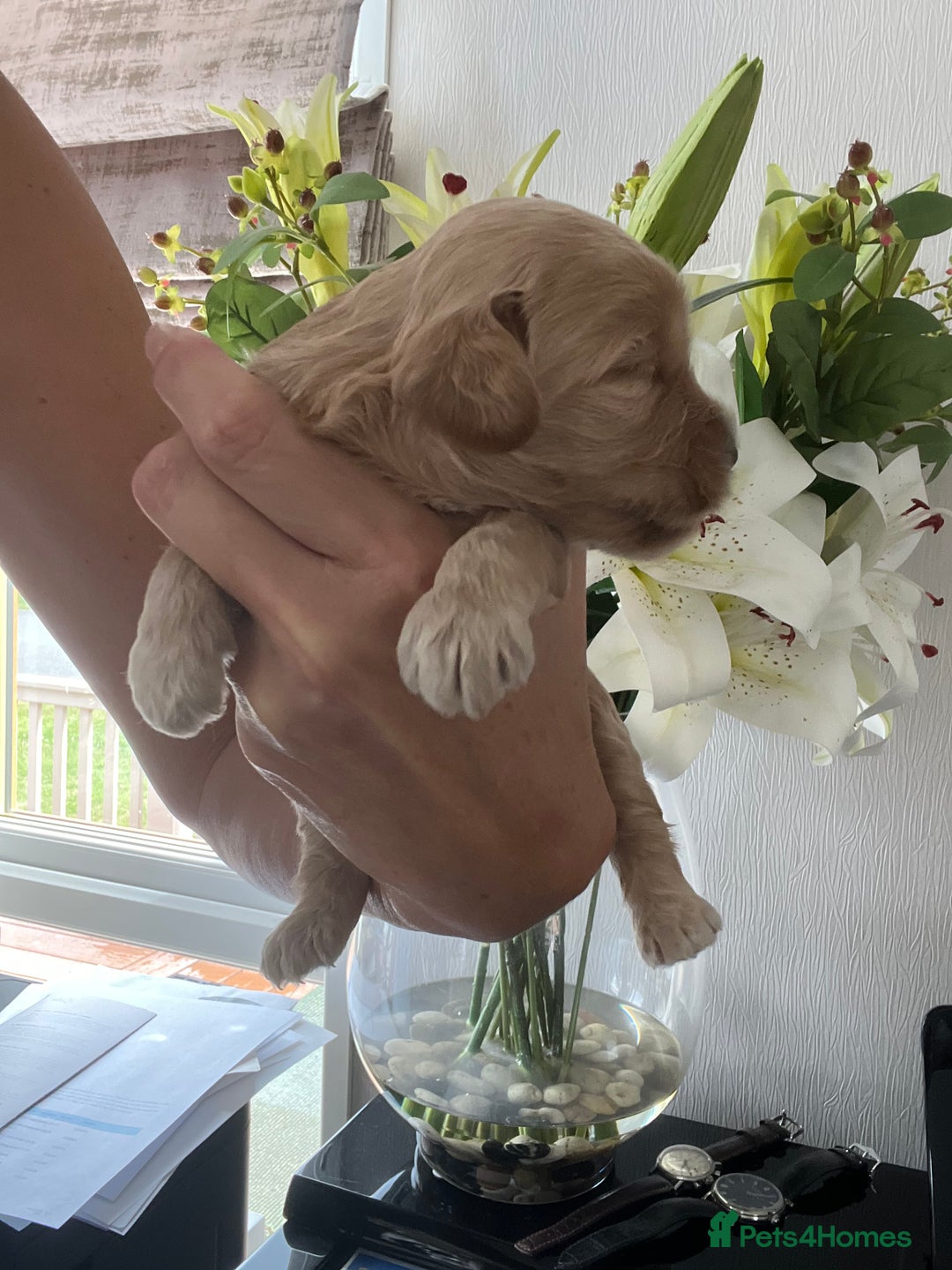 Cockapoo dogs for sale: F1 Cockapoo’s DNA Health Tested Parents - Image 18