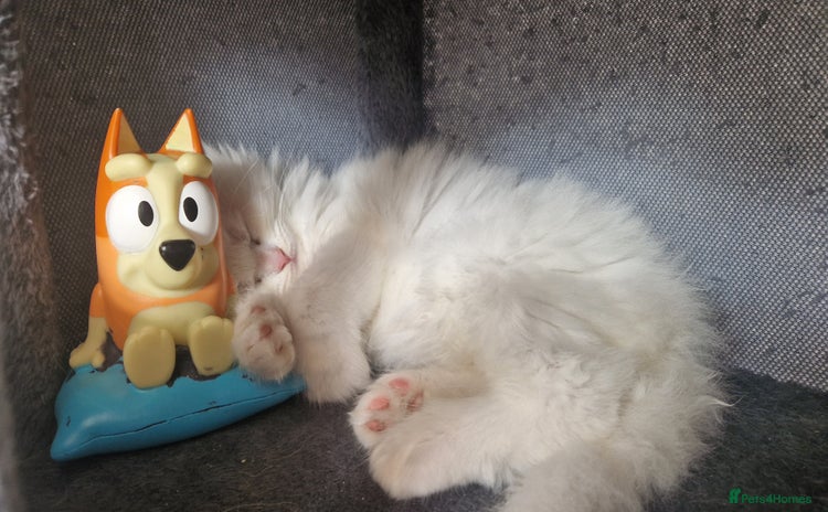 Maine Coon cats - Advert 11