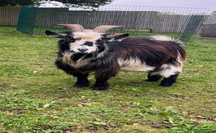Goats livestock - Advert 1