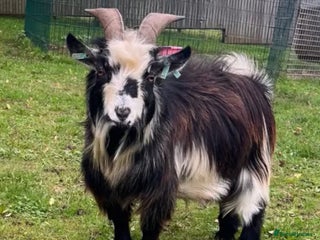 Goats livestock - Advert 20