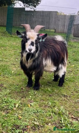 Goats livestock - Advert 14