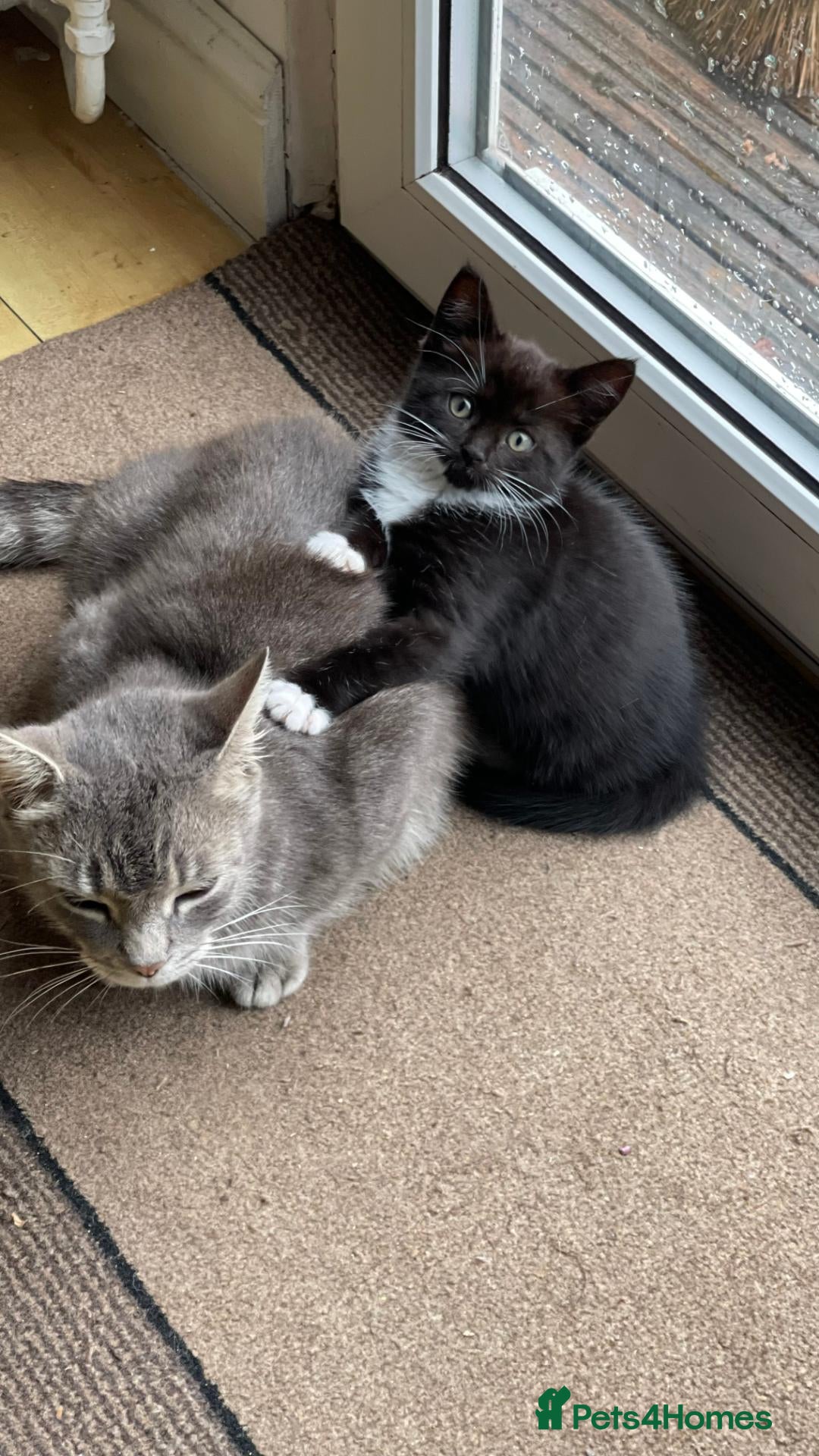 Mixed Breed cats 1 Beautiful Black & White Female Kitten Left  - Advert 3
