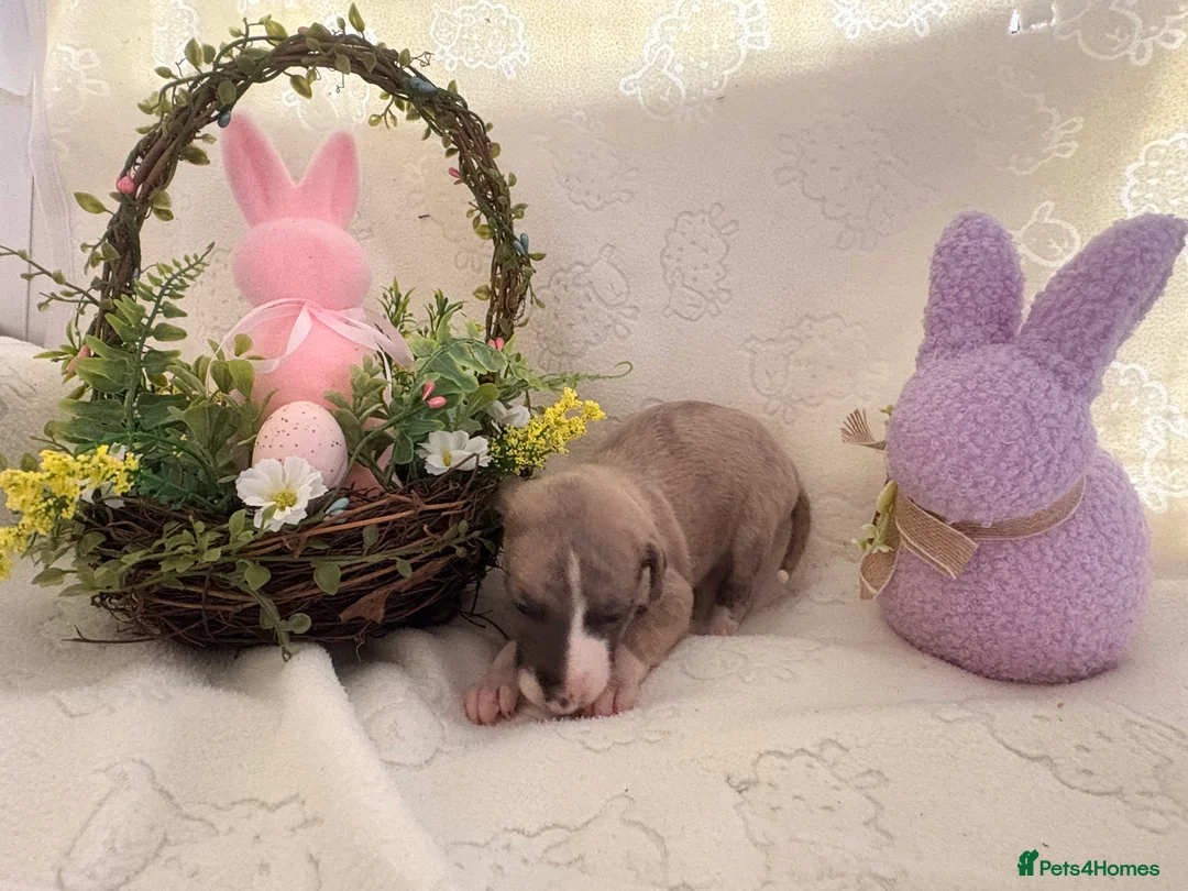 Whippet dogs for sale: KC whippet puppies  - Advert 3