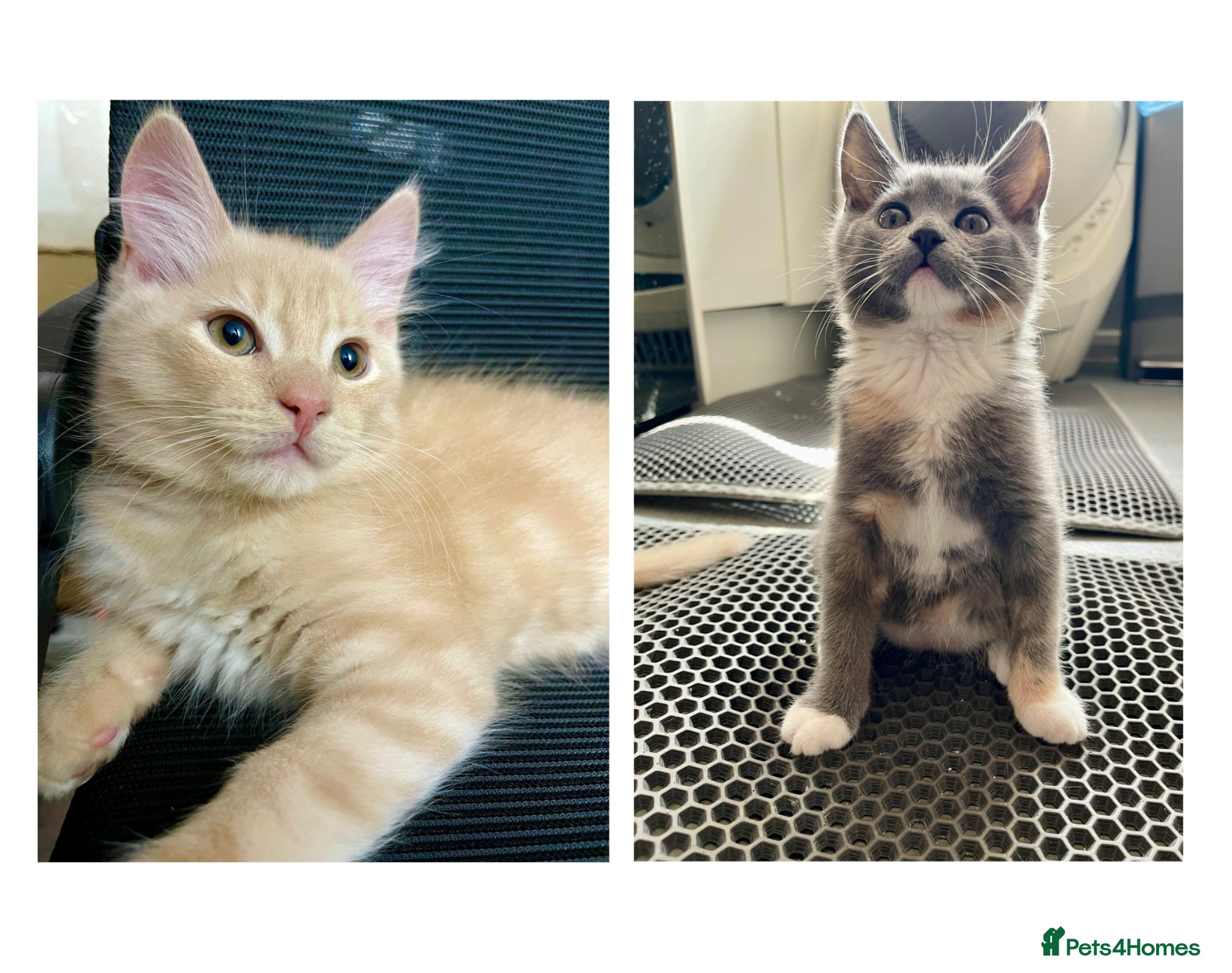 Mixed Breed cats 3/4 Maine Coon Kitten - Advert 5
