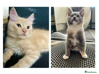 Mixed Breed cats 3/4 Maine Coon Kitten - Advert 5