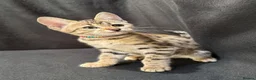Savannah cats for sale: 2 and 3 months old. Tica Regist. Savannahs - Advert 10