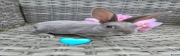 Rex rabbits for sale: 🐰Beautiful mini rex babies ready now 🐰 - Advert 6