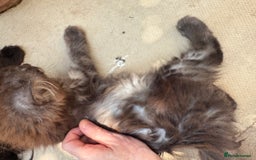 Maine Coon cats for sale: Stunning Black Smoke TiCA kittens  - Image 28