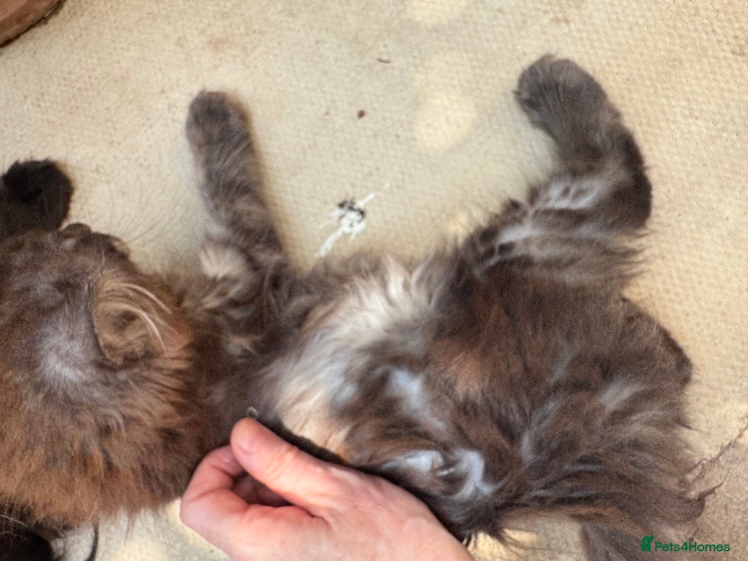 Maine Coon cats for sale: Stunning Black Smoke TiCA kittens  - Image 28