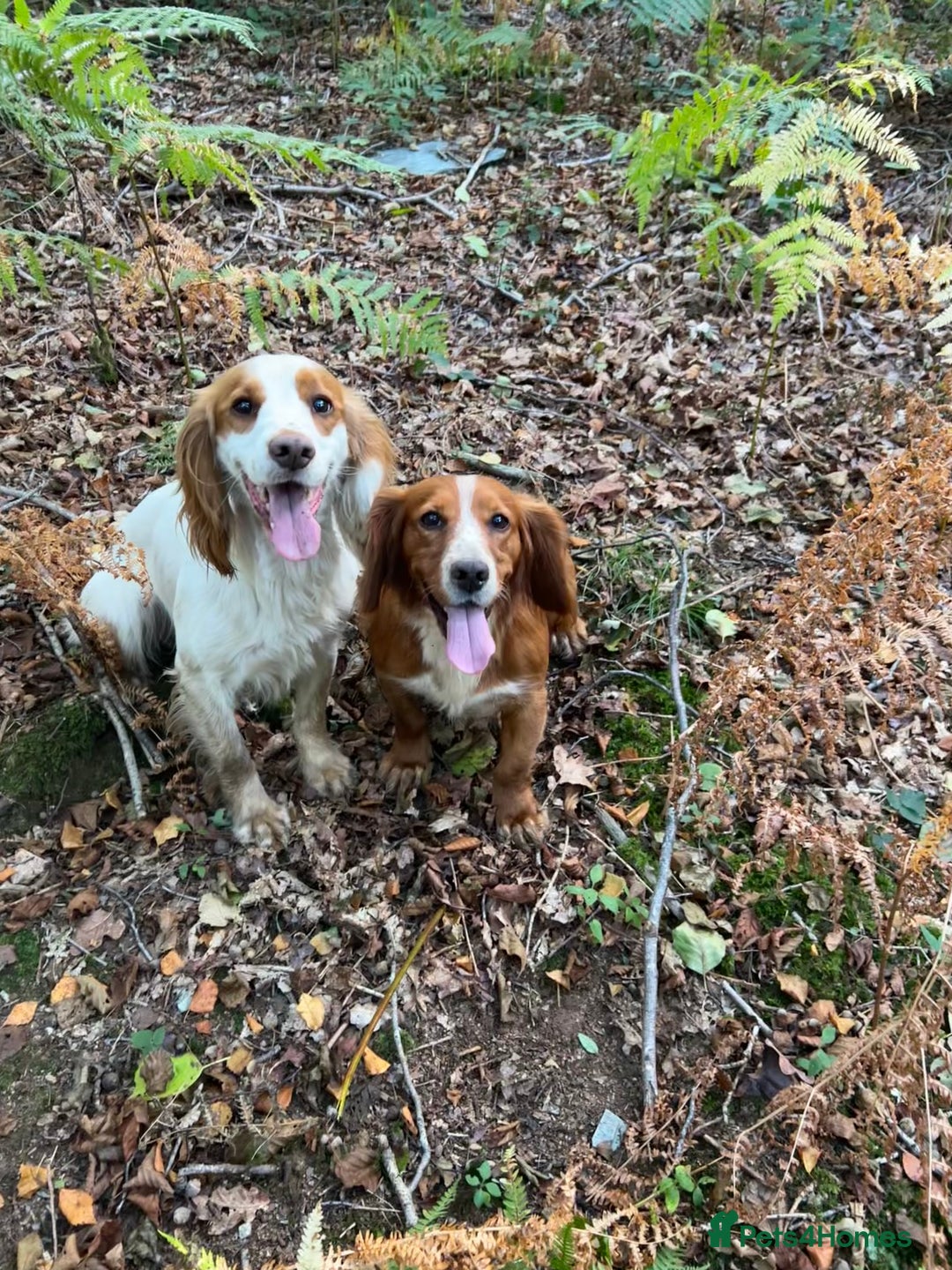 Cocker Spaniel dogs for stud: Gorgeous KC Cocker spaniel for Stud  - Advert 3