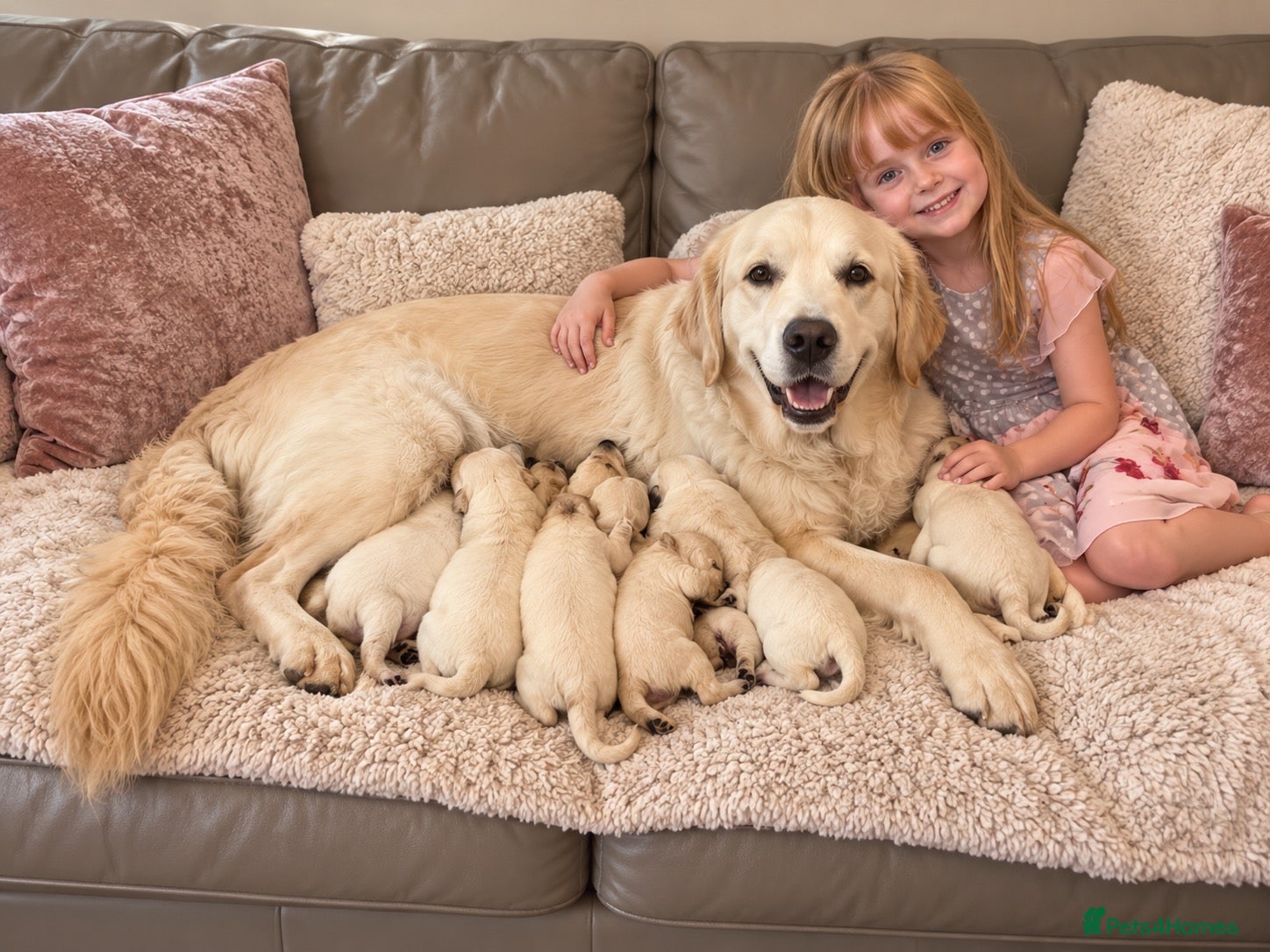 Golden Retriever dogs EXCEPTIONAL SHOW GOLDEN RETREIVER PUPPIES. - Advert 1