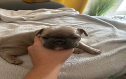 French Bulldog dogs for sale: Adorable French bulldog puppies for sale - Image 18