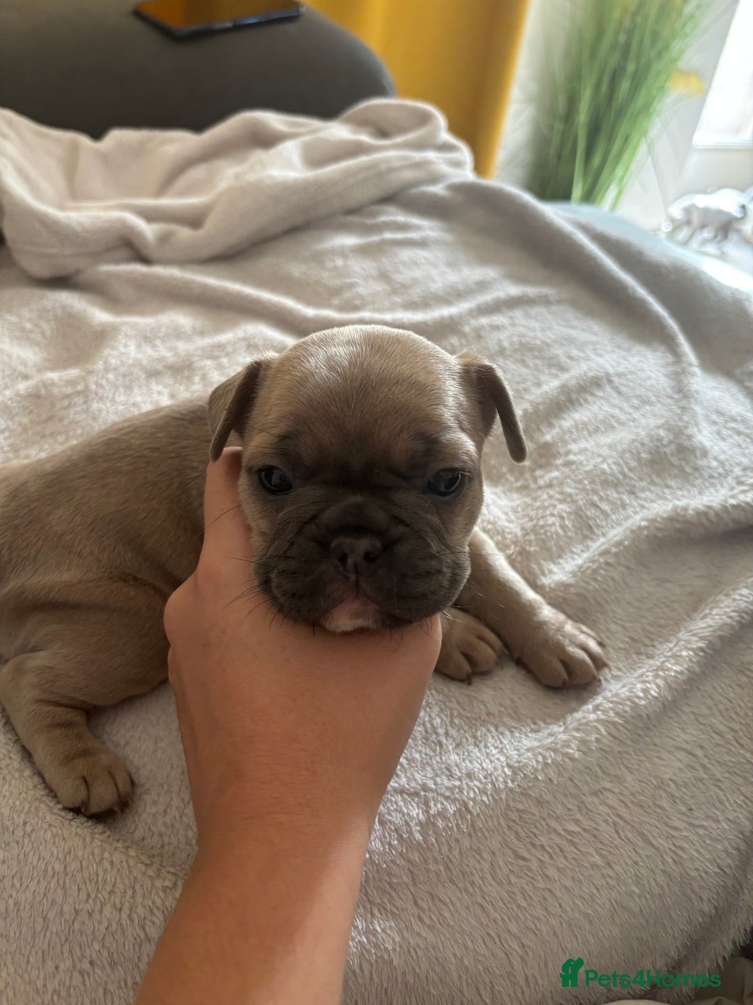 French Bulldog dogs for sale: Adorable French bulldog puppies for sale - Image 18