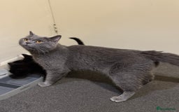 British Shorthair cats for sale: British shorthair mixed  - Image 9