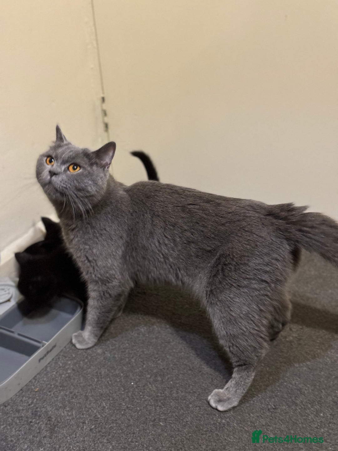 British Shorthair cats for sale: British shorthair mixed  - Image 9