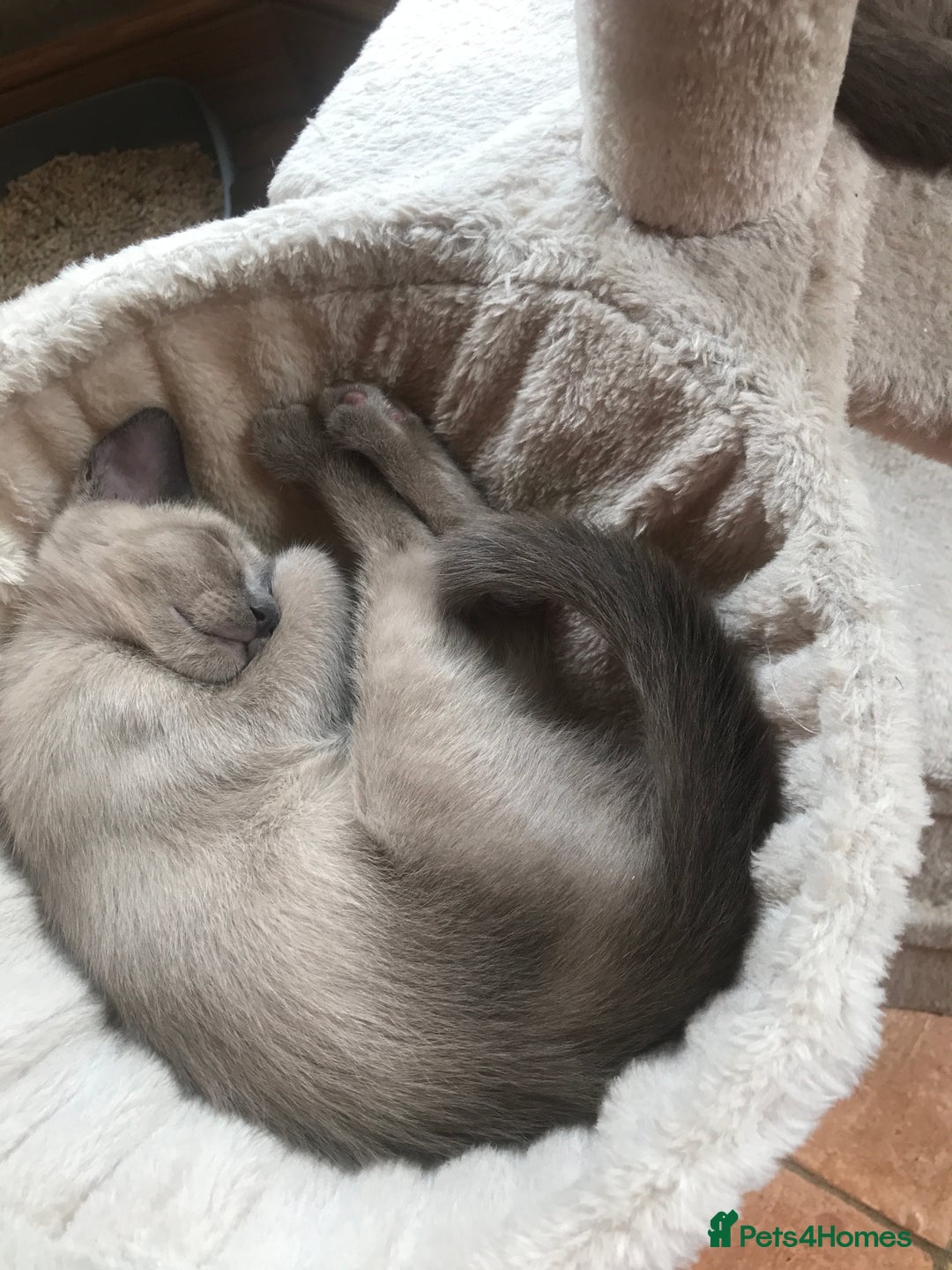 Tonkinese cats for sale: Superb Tonkdoll Kittens - Image 24