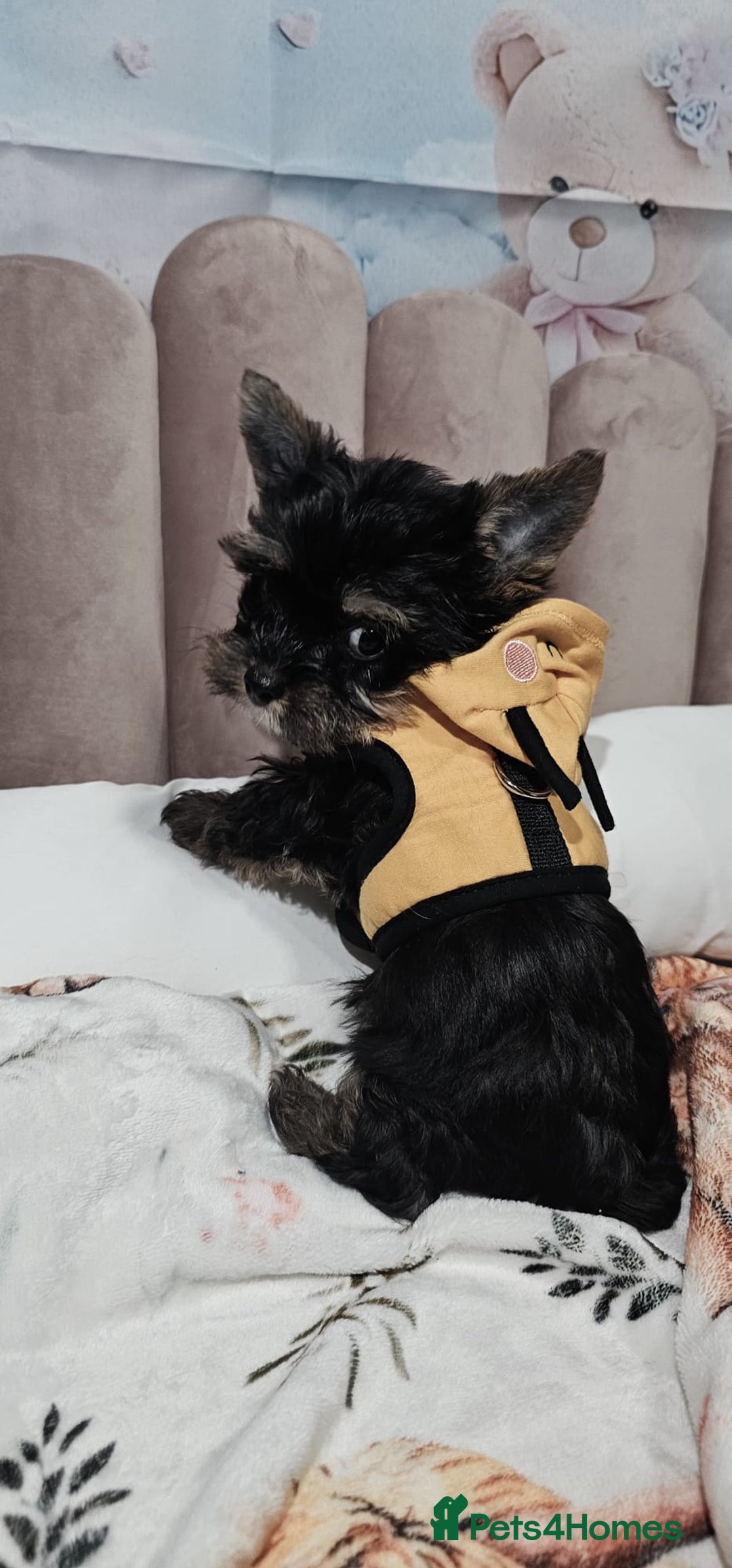 Yorkshire Terrier dogs for sale: Tiny miniature Yorkshire terriers - Advert 26