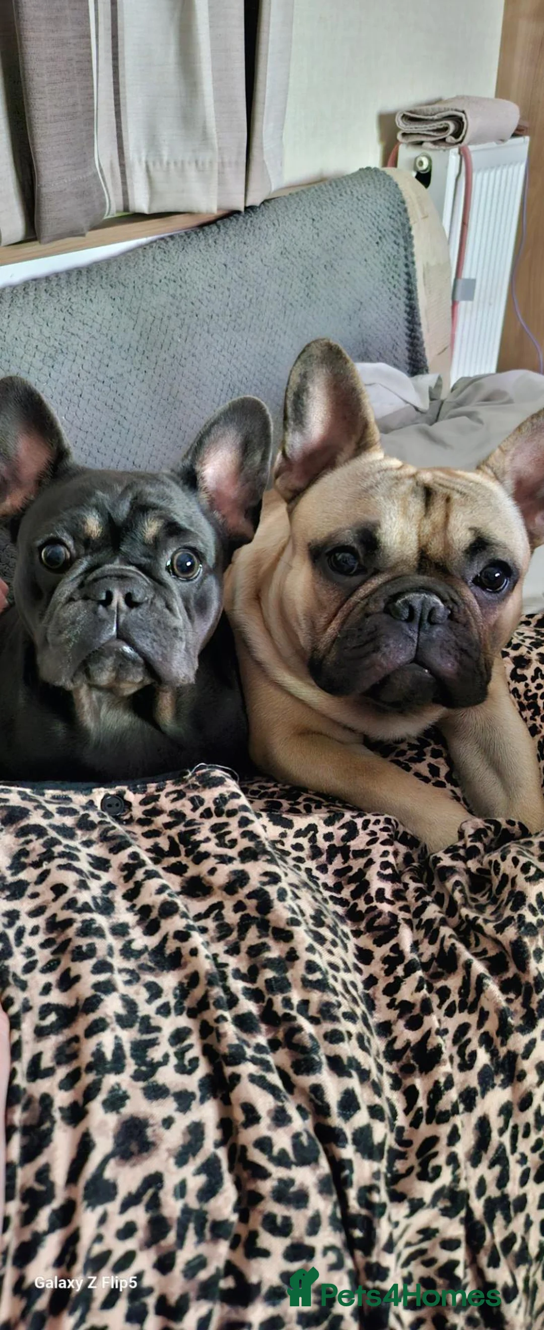French Bulldog dogs for stud: 🐕🐕KC REG RONNIE FOR STUD 🐶🐶  - Advert 2