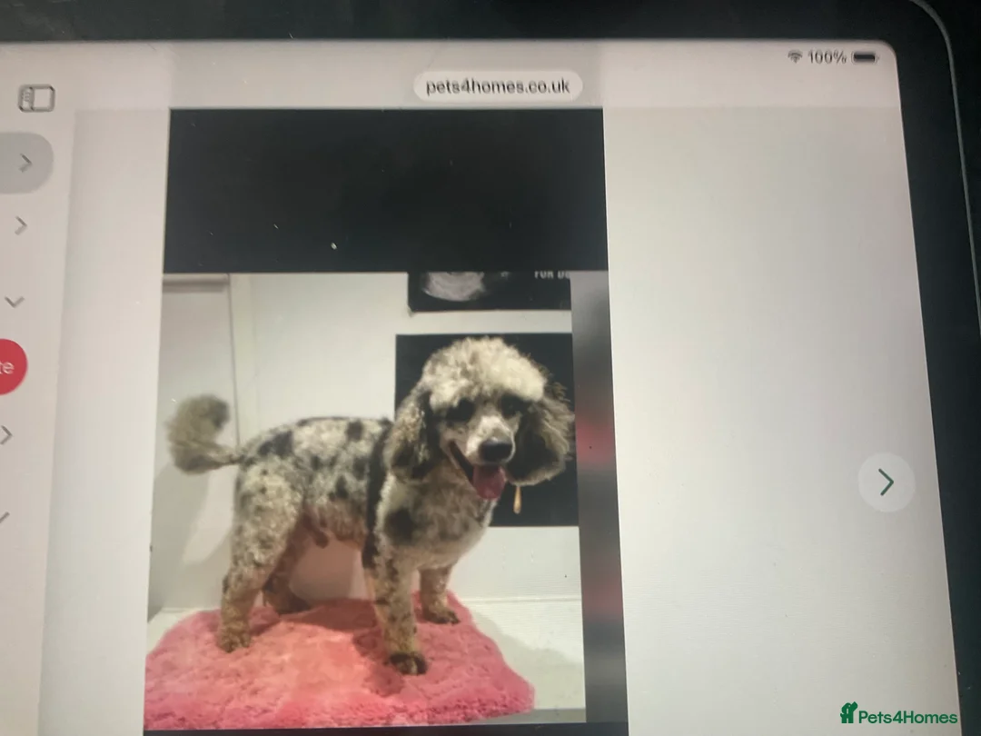 Cockapoo dogs for sale: Beautiful merle girl in Aylesbury - Advert 6