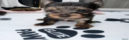 Yorkshire Terrier dogs for sale: Yorkshire terrier Merle  - Advert 8