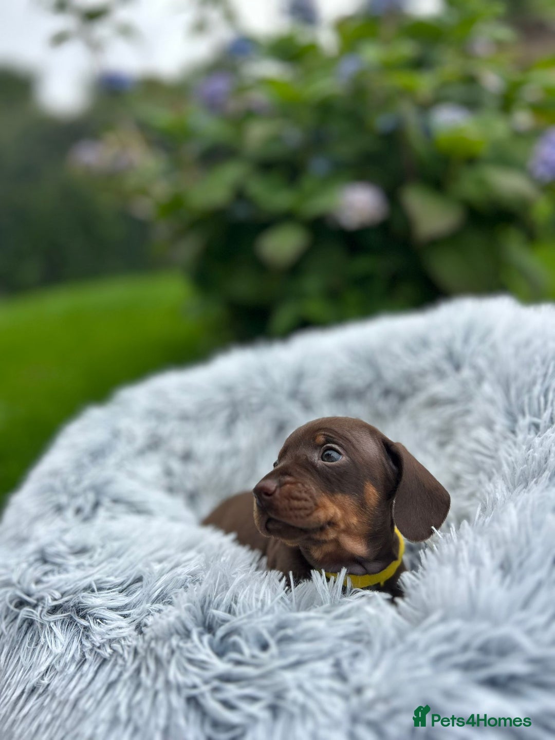 Miniature Dachshund dogs for sale: Kc reg PRA clear miniature dachshund puppies  - Image 16