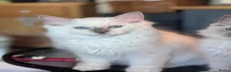 Ragdoll cats for sale: Ragkins ragdolls  and cherubims Kittens   - Advert 25