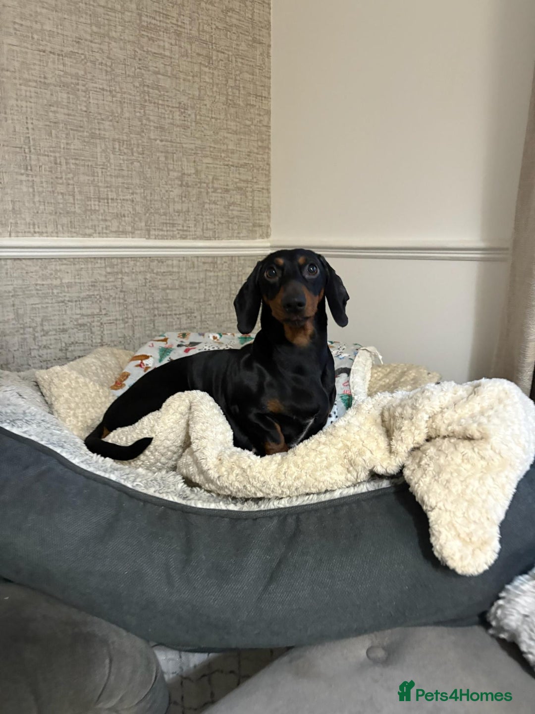 Miniature Dachshund dogs for sale: Black and tan miniature dachshund puppies   - Advert 1
