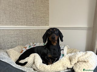Miniature Dachshund dogs Black and tan miniature dachshund puppies - Advert 1