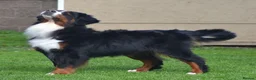 Bernese Mountain Dog dogs for sale: VERY SPECIAL GIRL LOOKING FOR VERY SPECIAL HOME - Advert 13