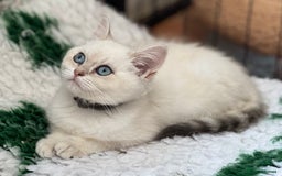 British Shorthair cats for sale: Colourpoints BSH active & non-active available - Image 12