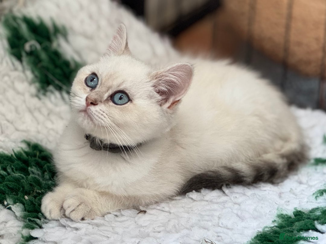 British Shorthair cats for sale: Colourpoints BSH active & non-active available - Image 12