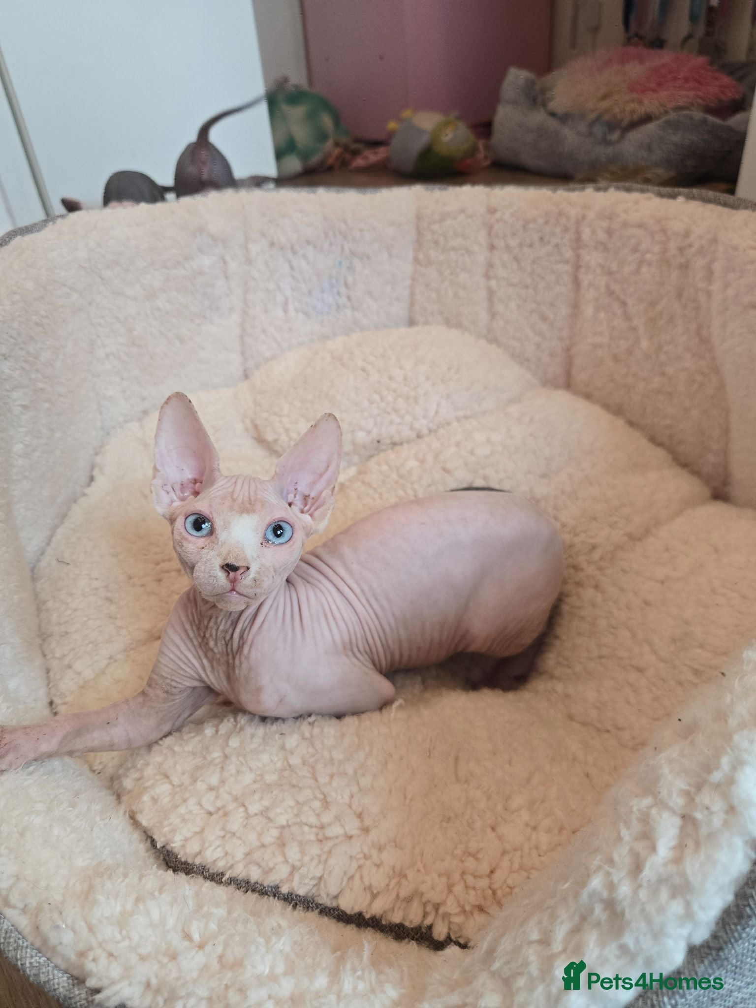 Sphynx cats Rare Blue-Eyed Sphynx Kitten TICA & GCCF  - Advert 1