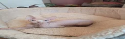 Sphynx cats for sale: Rare Blue-Eyed Sphynx Kitten TICA & GCCF  - Advert 1